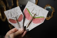 Image 1 of Pink Stick Insect (Unmounted