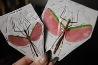 Image 2 of Pink Stick Insect (Unmounted