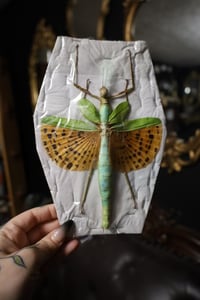 Image 1 of Leopard Spotted Stick Insect (Unmounted)