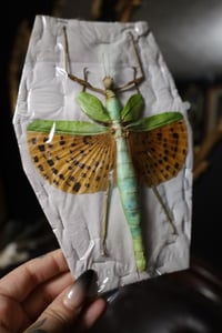 Image 2 of Leopard Spotted Stick Insect (Unmounted)