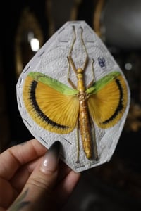Image 2 of Yellow Umbrella Stick Insect (Unmounted)