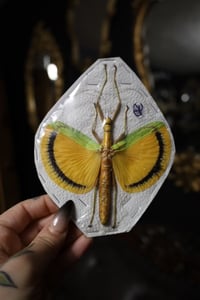 Image 1 of Yellow Umbrella Stick Insect (Unmounted)