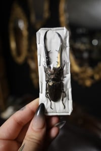 Image 1 of Bronze Stag Beetle (Unspread)