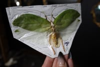 Image 2 of Giant Bush Cricket/Katydid (Unmounted)