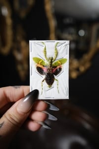 Image 1 of Jeweled Flower Mantis (Unmounted)