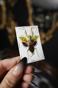 Image 2 of Jeweled Flower Mantis (Unmounted)