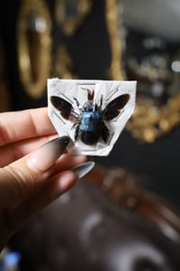 Image 1 of Blue Carpenter Bee