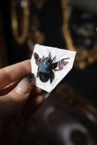 Image 3 of Blue Carpenter Bee