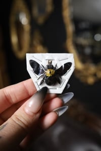 Image 1 of Golden Carpenter Bee (Female, Unmounted)