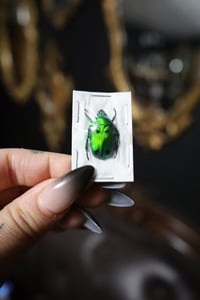 Image 1 of Green Domino Flower Beetle (Unspread)
