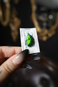 Image 2 of Green Domino Flower Beetle (Unspread)