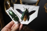 Image 1 of Metallic Wood-boring Beetle (Unspread/Spread)