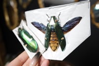 Image 3 of Metallic Wood-boring Beetle (Unspread/Spread)