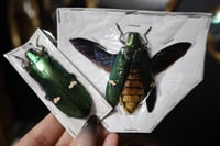 Image 2 of Metallic Wood-boring Beetle (Unspread/Spread)