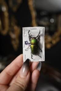 Image 1 of Green Stag Beetle (Unspread)