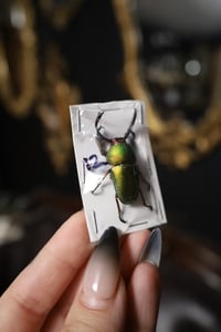 Image 2 of Green Stag Beetle (Unspread)