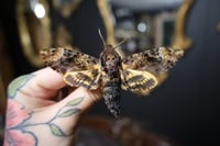 Image 1 of Death Head Moth (Unspread/Wings Folded)