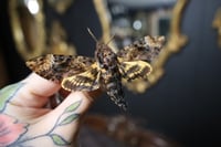 Image 2 of Death Head Moth (Unspread/Wings Folded)