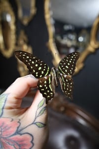 Image 2 of Tailed Jay Butterfly (Unspread/Wings Folded)