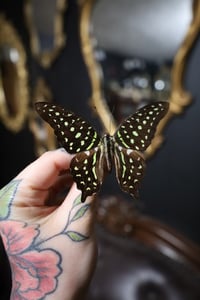 Image 1 of Tailed Jay Butterfly (Unspread/Wings Folded)