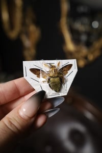 Image 3 of Golden Carpenter Bee (Male, unmounted)
