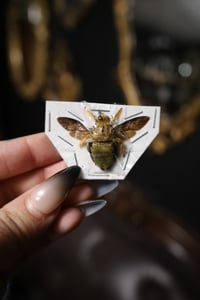 Image 1 of Golden Carpenter Bee (Male, unmounted)
