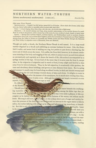 Image of Northern Water-Thrush  -- original illustration
