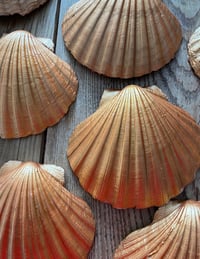 Image 4 of Shell trinket dish - through the dunes design