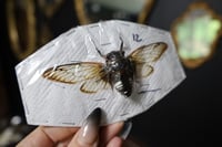 Image 2 of Clear-winged Cicada (Unmounted)