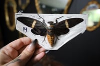 Image 1 of Giant Black Cicada (Unmounted)