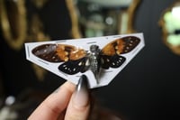 Image 2 of Amber Cicada (Unmounted)