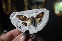 Image 2 of White Cicada (Unmounted)