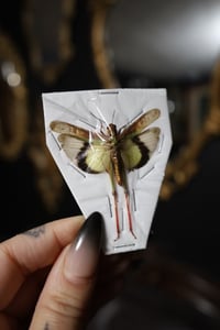 Image 2 of Band Winged Grasshopper (Unmounted)