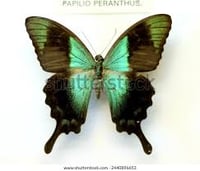 Image 1 of Emerald Swallowtail (Unspread/Folded)