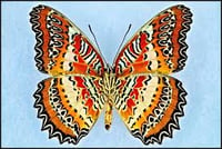 Image 1 of Lacewing Butterfly (Unspread/Folded)