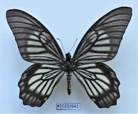 Image 1 of Ghost Swallowtail (Unspread/Folded)