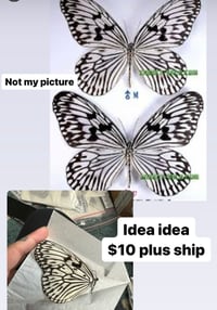 Image 2 of Ricepaper Butterfly (Unspread/Folded)