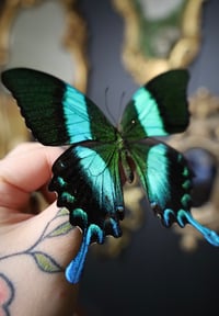 Image 2 of Peacock Swallowtail (Unspread/Folded)