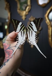 Image 1 of King Swordtail Butterfly (Unspread/Wings Folded)