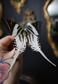 Image 2 of King Swordtail Butterfly (Unspread/Wings Folded)