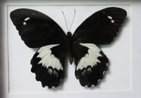 Forest Giant Swallowtail (Unspread/Folded)