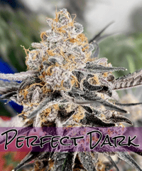 Image 3 of SoFem ~ Perfect Dark 