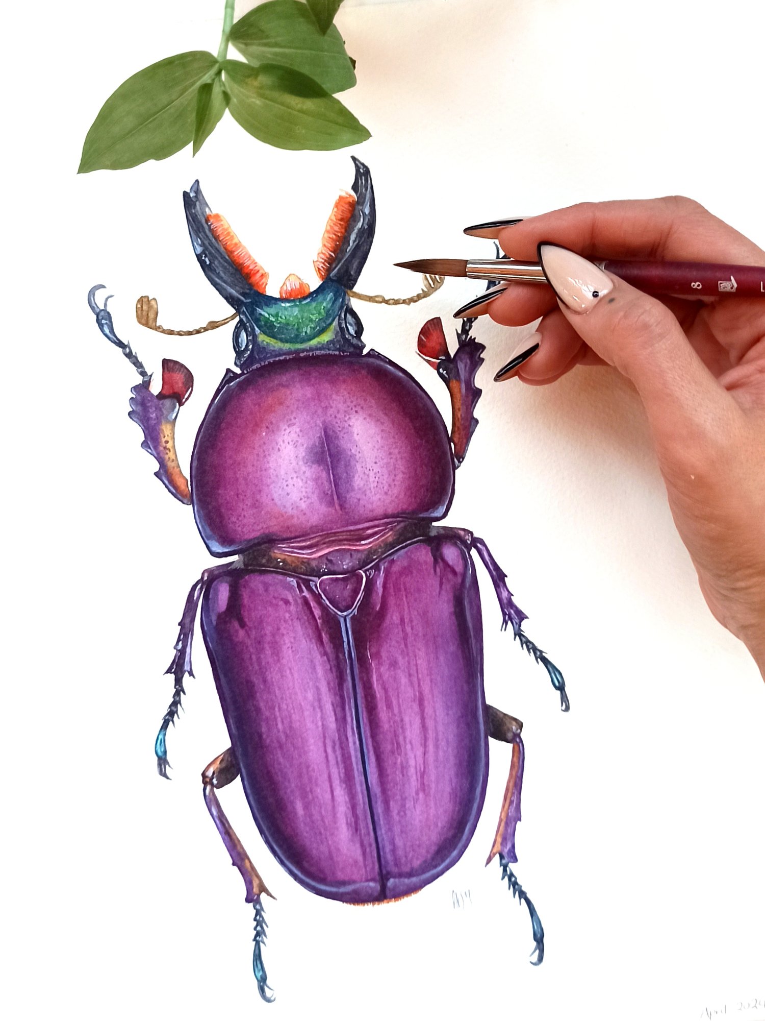 Image of Purple Lamprima Stag Beetle Watercolor Illustration PRINT 