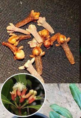 Spiced & Seasoned! Wild Sri Lankan (Ceylon) Clove Flower Buds/Powder- Pain-Parasites-Memory
