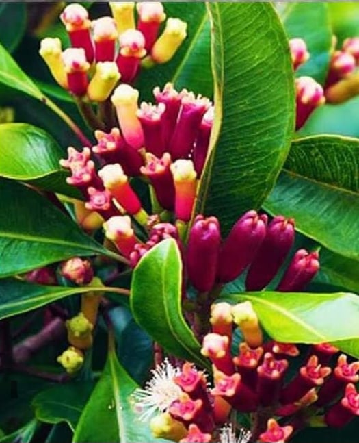 Spiced & Seasoned! Wild Sri Lankan (Ceylon) Clove Flower Buds/Powder- Pain-Parasites-Memory