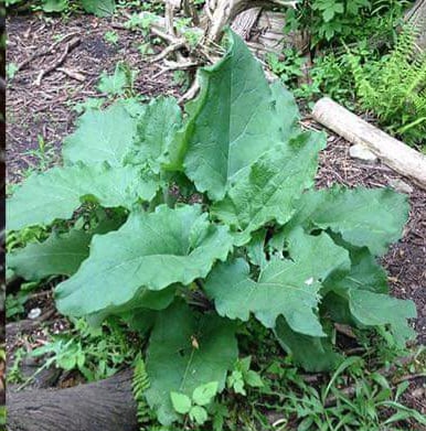 HUNGER NOT! Bulgarian Burdock Root-Hormone Balance-Purifier-Appetite Suppress-Lymphatic-UV-Herpes