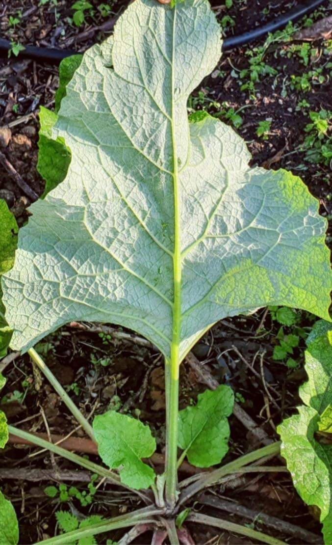 HUNGER NOT! Bulgarian Burdock Root-Hormone Balance-Purifier-Appetite Suppress-Lymphatic-UV-Herpes