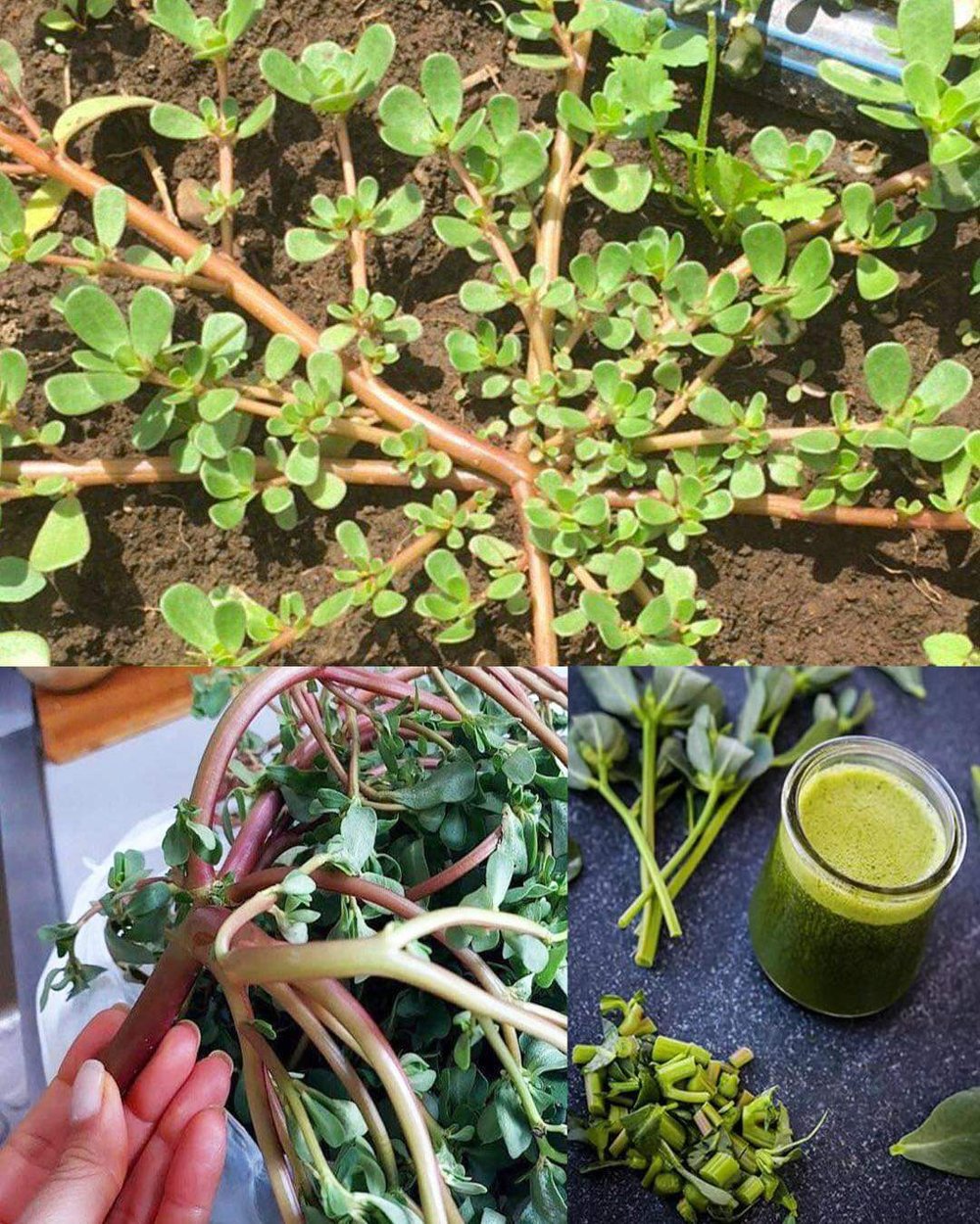 💥💥HIGHest Omega-3! aka "Miracle Plant"💥💥 Purslane Herb/ Vegetable Powder