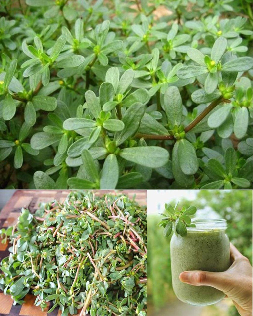💥💥HIGHest Omega-3! aka "Miracle Plant"💥💥 Purslane Herb/ Vegetable Powder
