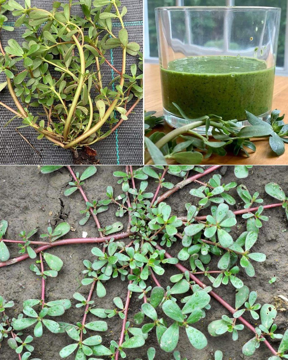 💥💥HIGHest Omega-3! aka "Miracle Plant"💥💥 Purslane Herb/ Vegetable Powder